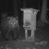 Eine Wildkamera hat in Stanzach im Lechtal einen Bären aufgezeichnet. Das Tier hat vermutlich ein Reh gerissen.