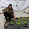 Rainer Erhard, Ausbildungsmeister bei der Klostergärtnerei Ursberg, zeigt, wie Salat im Gewächshaus gezogen wird - mit einer Bodenschutzabdeckung gegen Unkraut und unter Vlies, das vor milderen Frösten schützt.