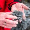 Georg Loth, Geologe am Bayerischen Landesamt für Umwelt, hält Funde der ersten Probebohrung in Ludwigsstadt in der Hand.