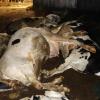 Schockierende Bilder machten Mitglieder des Vereins „Soko Tierschutz“ in einem Stall in Bad Grönenbach. Das Foto zeigt die Abholstelle neben den Stallungen des Landwirts, wo verendete Tiere zur Tierkörperbeseitigung abgeholt werden.