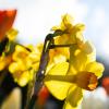 Endlich! Wie herrlich. Der Frühling ist da. Leuchtende Narzissen und Tulpen blühen um die Wette, die  Sonne wärmt Körper und Seele - da zieht es viele Hobbygärtner in ihr eigenes Gartenparadies.