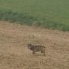 Ein Amateurfoto zeigt einen Wolf in der Nähe von Erding.