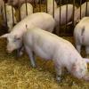 Ein Stall für 450 Tiere, in dem die Schweine auf Stroh groß werden dürfen (wie auf unserem Bild), kann im Aindlinger Ortsteil Gaulzhofen gebaut werden.