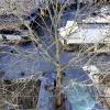 Kann die Platane gerettet werden? Sie ist der letzte große Baum auf dem Augsburger Stadtmarkt. 