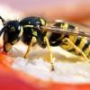 Auch bei Nicht-Allergikern können nach Wespenstichen allergische Reaktionen auftreten.