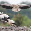 Die Jungstörche aus dem Wittelsbacher Land üben sich im Fliegen.