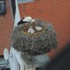 Von vier geschlüpften Jungstörchen ist im Nest auf der Pfarrkirche Maria Immaculata in Zusmarshausen nur noch einer übrig geblieben. Mittels einer Webcam kann man die Tiere bei Brut und Aufzucht beobachten. 	