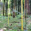 In Wittislingen setzt man im Gemeindewald auf Verjüngung. Wirtschaftlich ist der Wald ein Verlust-Geschäft.