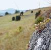 Wanderung bei Nördlingen: Zart begrünte Heiden laden den Wanderer beim Wandern zum Verweilen ein.