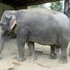 Inzwischen sieht man ihr das hohe Alter an. Die asiatische Elefantin Targa im Augsburger Zoo ist 61 Jahre und kämpft mit Gesundheitsproblemen.