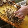 3380 Bienenvölker gibt es im Landkreis Günzburg. Die Kreisversammlung der Imker fand in Wiesenbach statt. 