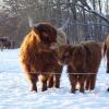 Die Familie Strobl hält in Reichling Highland Cattles.