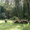 Pinzgauer Rinder grasen jetzt auch im Stadtwald.