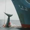 Das Schiff Yushin Maru der japanische Walfangflotte verletzt mit einer ersten Harpune einen Wal und tötet das schwer verletzte Tier anschließend mit drei weiteren Harpunen. Die Walfangländer Japan, Norwegen und Island haben bei der 63. Internationalen Walfangkommission eine Abstimmung über ein Schutzgebiet im Südatlantik boykottiert. (Archivbild) dpa