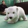 Zum Tag des Eisbären am 27. Februar 2016 stellen wir die bekanntesten deutschen Vertreter des Wildtiers vor - inklusive Babyfotos von Knut, Flocke, Lars und Co.