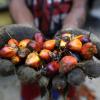 Ein indonesischer Palmöl-Farmer hält die Früchte einer Ölpalme in den Händen. Der Anbau von in Nahrungsmitteln und Kosmetik verwendetem Palmöl hat verheerende Folgen für die Artenvielfalt. 193 als bedroht eingestufte Arten seien dadurch betroffen, schreibt die Weltnaturschutzunion.