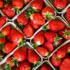 Erdbeeren sind häufig mit Pestiziden belastet.