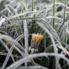 Eiskristalle kleben auf Gräsern und einem Löwenzahn auf einer Weide. Auch in diesem Frühling droht laut Wetterprognosen ein Kälteeinbruch.