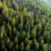 Klimawandel erfordert andere Wälder