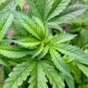 «Ja zu Cannabis»: Die Initiative hat mittlerweile über 30.000 Unterschriften für das Volksbegehren zur Legalisierung von Cannabis gesammelt.