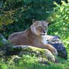 Am Mittwoch musste Kira, die letzte verbliebene Löwin im Augsburger Zoo, eingeschläfert werden.