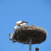Tief muss sich der junge Storch hinunter beugen, um gut ausbalanciert vom Nestrand aus an das kühle Nass zu kommen.