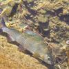 Fische wie die Äsche brauchen die Nebengewässer des Lech.