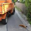 In einem Aystetter Wohngebiet ist gestern dieser junge Fuchs tot zusammengebrochen. 
