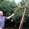 Wie eine Trauerweide präsentiert sich „gebeugt“ der große, fachgerecht abgestützte Apfelbaum, den Rudolph Erne mit fünf Sorten veredelt hat. 	