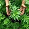 Wird Cannabis bald legal? Der Deutsche Hanfverband geht davon aus, dass es in ein paar Jahren so weit ist.