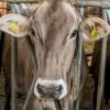 Ein Milchviehbetrieb bei Holzburg will erweitern. Selbst wenn das in einem geplanten Wohnhaus am Rande von Holzburg zu riechen sein sollte, müssen das Bewohner eines Dorgebietes tolerieren. 