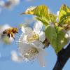 Bienen, Marienkäfer oder Igel: Im Garten kann man hilfreiche Nützlinge fördern, indem man Ihnen Lebensraum schafft. Wie das geht erfahren Sie hier.
