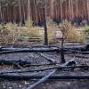 Verkohlte Baumstämme liegen auf dem Waldboden nach einem Waldbrand in Treuenbrietzen.