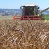 Die Erträge der Landwirte und Landwirtinnen bleiben aufgrund des nassen Sommers in diesem Jahr deutlich hinter den Erwartungen zurück. 