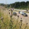 Dass direkt nebenan der Verkehr vorbeirauscht, macht den Insekten nichts aus. Sie finden eine üppige Nahrungsquelle, wie hier an der A8 bei Limbach. 