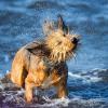 Beim Strandurlaub im Ausland darf der Hund nicht fehlen. In der EU gelten für die Einreise bestimmte Regeln.