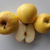 Typisch kegelförmig abgestumpfte Unseldäpfel sind in diesem Bild zu sehen.