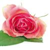 Die englische Rose ist eine Schöpfung von David Austin. Die Rosen-Art braucht besonders viel Pflege. Hier finden Sie einige Tipps und Infos.