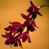 Bei den Neu-Ulmer Orchideentagen sind wieder zahlreiche Schönheiten zu sehen. Die Schau wird am heutigen Freitag offiziell eröffnet. 	