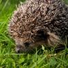 Igel brauchen auch einen guten Platz zum Verstecken im Garten. Eine stille Ecke reicht schon.