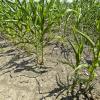 Ausgedörrtes Maisfeld auf einer Farm bei Mundelein im US-Bundesstaat Illinois. Foto: Tannen Maury dpa