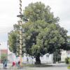 Der Landkreis Günzburg veranstaltet einen Wettbewerb: „Bäume unserer Heimat“ Die Gemeinde Breitenthal wird sich daran beteiligen und die Dorflinde in Nattenhausen vorschlagen. 