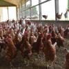 Nahe Sulzdorf will ein Landwirt einen großen Hühnerstall bauen.