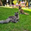 Erst Floki (vorne) und jetzt auch noch Ronja: Die beiden Maine-Coone-Katzen der Familie Heinzelmann in Greifenberg verschwinden innerhalb eines Jahres spurlos. 