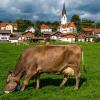 Bayerns Landwirtschaft könnte von der EU-Agrarreform durchaus profitieren – davon ist Landwirtschaftsministerin Michaela Kanniber überzeugt. 	