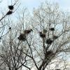 Mithilfe von Greifvögeln wurden Krähen in Gersthofen aus dem Nogentpark Vvergrämt. Jetzt finden sich viele Krähennester beim Hery-Park.