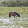 Exmoor-Ponys leben seit über 20 Jahren im Gundelfinger Moor und grasen dort Flächen ab. In nässeren Monaten stehen sie auch mal bis zum Bauch im Wasser. 