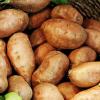 Man kann sie auf viele Arten zubereiten: Die Süßkartoffel kann gebraten, gebacken, frittiert oder auch roh gegessen werden.