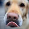 Hunde können frühe Stadien von Darmkrebs erschnüffeln. Das haben Tests von Forschern der südjapanischen Universität Kyushu mit einem Labrador ergeben.