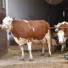 Otto Kanefzky ist hier mit einer Kuh „Blüte“ zu sehen. Sie ist sechs Jahre alt und hat vier Kälber geboren. Zwei weitere Kühe präsentiert die Landwirtsfamilie aus Roggden beim 120-jährigen Jubiläum am Sonntag in Wertingen, das mit dem Bayerischen Jungzüchtertreffen kombiniert ist. 